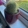 Golden Ball Cactus (Parodia) with Red Ceramic Pot Image 2