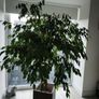 Ficus tree Image 6