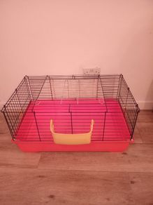 Guinea pig / Rabbit