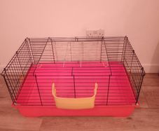 Guinea pig / Rabbit