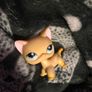 Littlest pet shop cats Image 5