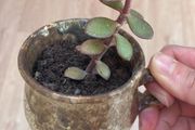 Jade plant