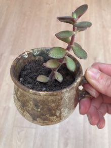 Jade plant