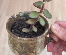 Jade plant