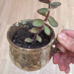 Jade plant