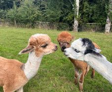 Alpaca Wool