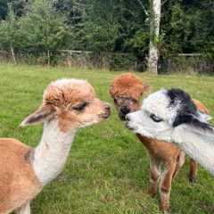 Alpaca Wool