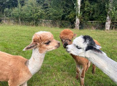 Alpaca Wool