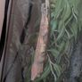 crested gecko Image 9