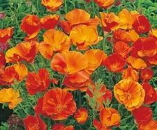 (P) Californian Poppy Mikado seeds 1g