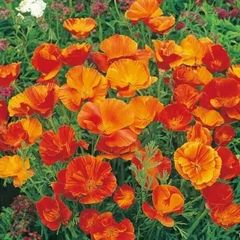 (P) Californian Poppy Mikado seeds 1g