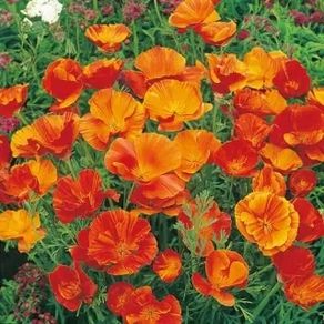(P) Californian Poppy Mikado seeds 1g