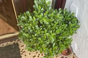 shrub