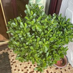shrub