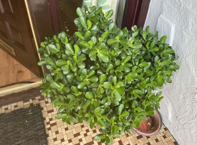 shrub