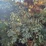 Plant Bundle 20+ plants end of season sale!!!! Image 3
