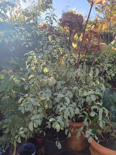 Large tropical plant bundle