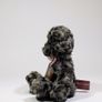Charlie bears teensy weensy Image 2