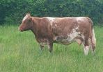 Cows and calfs