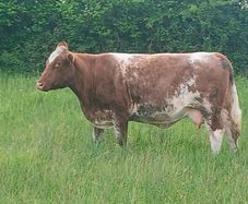 Cows and calfs
