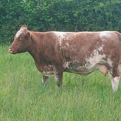 Cows and calfs