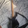 Cort Bass and AMP Image 3