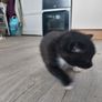 Kittens Looking Loving Home Image 6