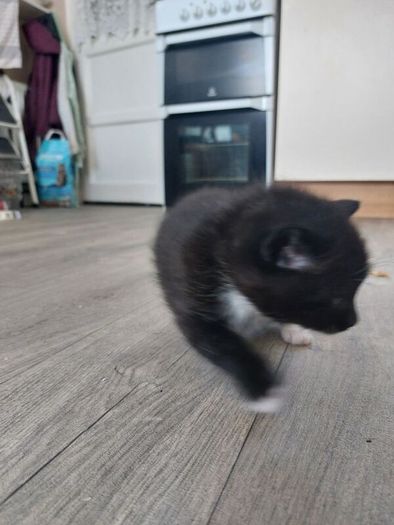 Kittens Looking Loving Home