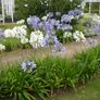 plants Image 2