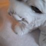 White  Ceramic West Highland  Dog Figurine Image 9