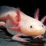 fish tank + axolotl Image 2