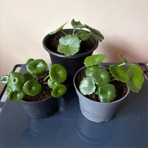 Plant