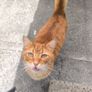 cat Image 2