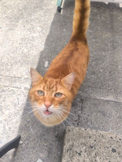 cat