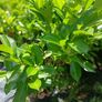 Instant Laurel Hedge Image 2