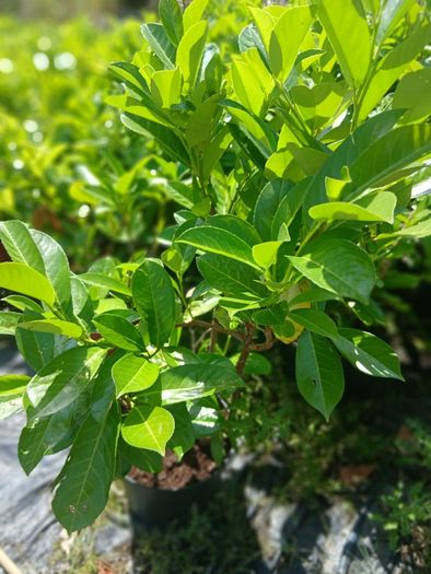 Instant Laurel Hedge