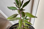 Mother of a thousand plant