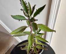Mother of a thousand plant