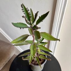 Mother of a thousand plant