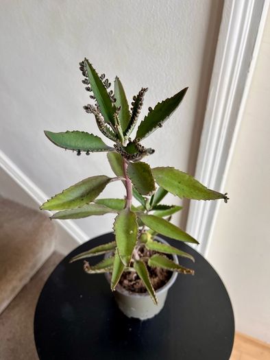 Mother of a thousand plant