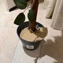 Artificial white rose tree Image 3