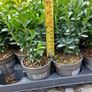 Box Hedging Image 6