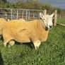 NCC Shearling Rams Image 7