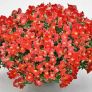 (S) Trailing Snapdragon Candy Showers seeds 10s (414918) Image 2