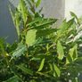 shrubs. Bay leaves Image 2