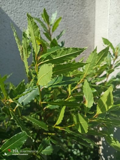 shrubs. Bay leaves