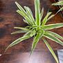Bushy medium spider plant house plant Image 4