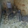 male quail Image 2