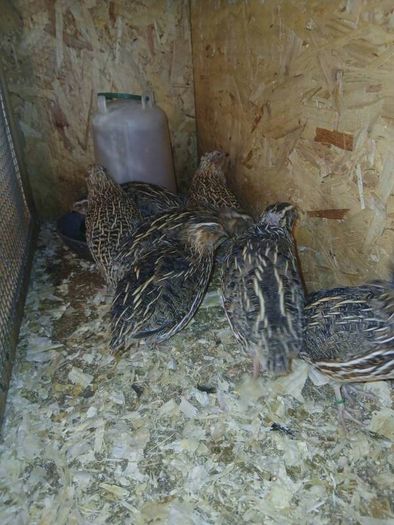 male quail