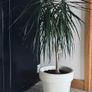 Plant Image 3